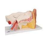 Human Ear Model, 3 times Life-Size, 6 part - 3B Smart Anatomy