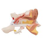Human Ear Model, 3 times Life-Size, 6 part - 3B Smart Anatomy