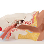 Human Ear Model, 3 times Life-Size, 6 part - 3B Smart Anatomy