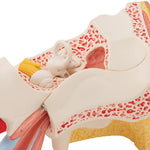 Human Ear Model, 3 times Life-Size, 6 part - 3B Smart Anatomy