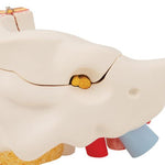 Human Ear Model, 3 times Life-Size, 6 part - 3B Smart Anatomy