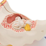 Human Ear Model, 3 times Life-Size, 6 part - 3B Smart Anatomy