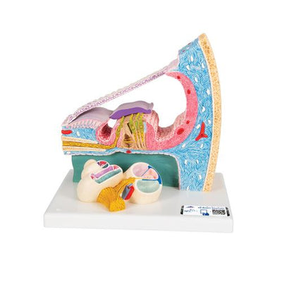 Organ of Corti Model with Representation in Cochlea - 3B Smart Anatomy