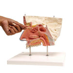 Human Nose Model with Paranasal Sinuses, 5 part - 3B Smart Anatomy