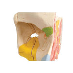 Human Nose Model with Paranasal Sinuses, 5 part - 3B Smart Anatomy