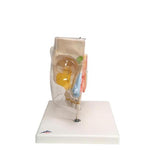 Human Nose Model with Paranasal Sinuses, 5 part - 3B Smart Anatomy