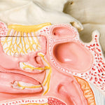 Human Nose Model with Paranasal Sinuses, 5 part - 3B Smart Anatomy