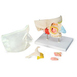 Human Nose Model with Paranasal Sinuses, 5 part - 3B Smart Anatomy