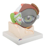 Human Eye Model, 5 times full-size, 8 part - 3B Smart Anatomy