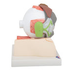 Human Eye Model, 5 times full-size, 8 part - 3B Smart Anatomy