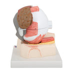 Human Eye Model, 5 times full-size, 8 part - 3B Smart Anatomy