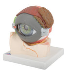 Human Eye Model, 5 times full-size, 8 part - 3B Smart Anatomy