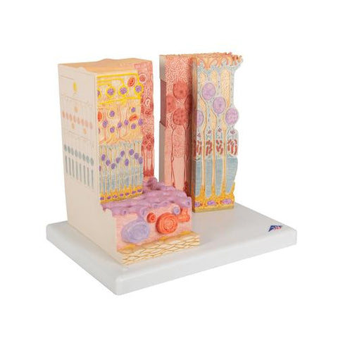 3B MICROanatomy™ Human Eye Model - 3B Smart Anatomy