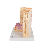 3B MICROanatomy™ Human Eye Model - 3B Smart Anatomy