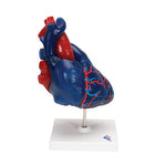 Life-Size Human Heart Model, 5 parts - 3B Smart Anatomy