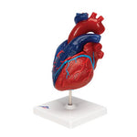 Life-Size Human Heart Model, 5 parts - 3B Smart Anatomy