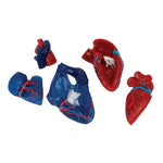 Life-Size Human Heart Model, 5 parts - 3B Smart Anatomy