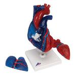 Life-Size Human Heart Model, 5 parts - 3B Smart Anatomy