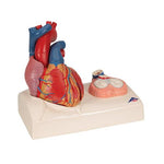 Life-Size Human Heart Model, 5 parts with Representation of Systole - 3B Smart Anatomy