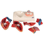 Life-Size Human Heart Model, 5 parts with Representation of Systole - 3B Smart Anatomy