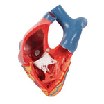 Life-Size Human Heart Model, 5 parts with Representation of Systole - 3B Smart Anatomy
