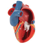 Life-Size Human Heart Model, 5 parts with Representation of Systole - 3B Smart Anatomy