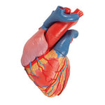 Life-Size Human Heart Model, 5 parts with Representation of Systole - 3B Smart Anatomy