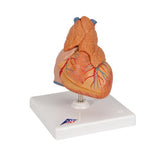 Classic Human Heart Model with Thymus, 3 part - 3B Smart Anatomy
