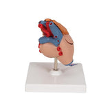 Classic Human Heart Model with Thymus, 3 part - 3B Smart Anatomy