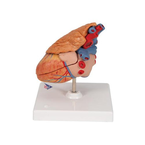 Classic Human Heart Model with Thymus, 3 part - 3B Smart Anatomy