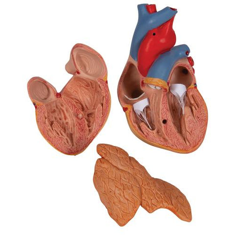 Classic Human Heart Model with Thymus, 3 part - 3B Smart Anatomy