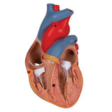 Classic Human Heart Model with Thymus, 3 part - 3B Smart Anatomy