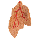 Classic Human Heart Model with Thymus, 3 part - 3B Smart Anatomy