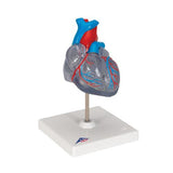 Classic Human Heart Model with Conducting System, 2 part - 3B Smart Anatomy
