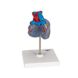 Classic Human Heart Model with Conducting System, 2 part - 3B Smart Anatomy