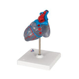 Classic Human Heart Model with Conducting System, 2 part - 3B Smart Anatomy
