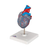 Classic Human Heart Model with Conducting System, 2 part - 3B Smart Anatomy