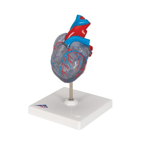 Classic Human Heart Model with Conducting System, 2 part - 3B Smart Anatomy