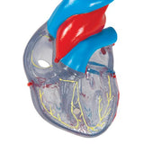 Classic Human Heart Model with Conducting System, 2 part - 3B Smart Anatomy