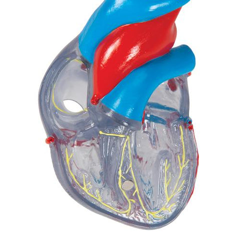 Classic Human Heart Model with Conducting System, 2 part - 3B Smart Anatomy