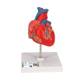Classic Human Heart Model, 2 part - 3B Smart Anatomy