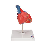 Classic Human Heart Model, 2 part - 3B Smart Anatomy