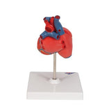 Classic Human Heart Model, 2 part - 3B Smart Anatomy