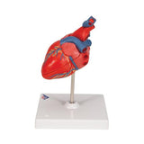 Classic Human Heart Model, 2 part - 3B Smart Anatomy