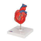 Classic Human Heart Model, 2 part - 3B Smart Anatomy