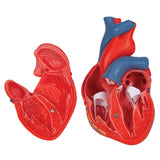 Classic Human Heart Model, 2 part - 3B Smart Anatomy