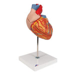 Human Heart Model, 2-times Life-Size, 4 part - 3B Smart Anatomy