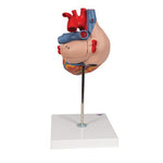 Human Heart Model, 2-times Life-Size, 4 part - 3B Smart Anatomy