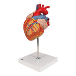 Human Heart Model, 2-times Life-Size, 4 part - 3B Smart Anatomy