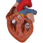 Human Heart Model, 2-times Life-Size, 4 part - 3B Smart Anatomy